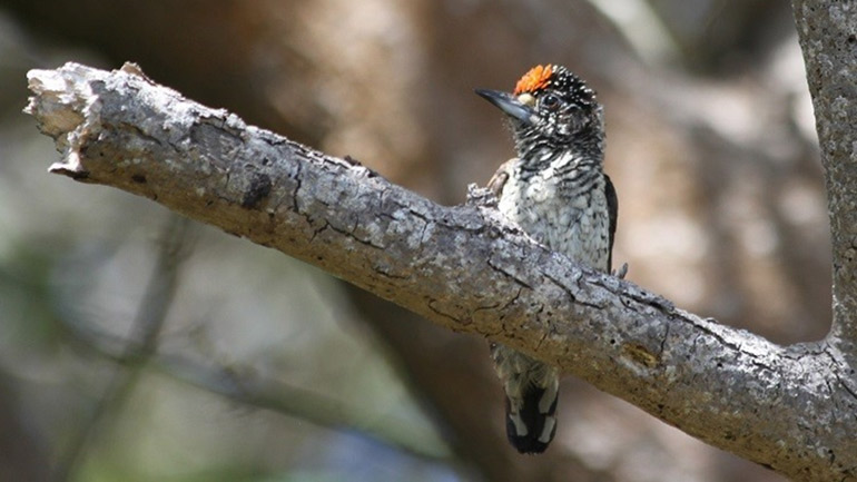 White-bellied Piculet (Picumnus spilogaster) at Moor Park seaside  Region 5