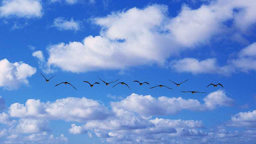 Geese in flight at Point Thomson