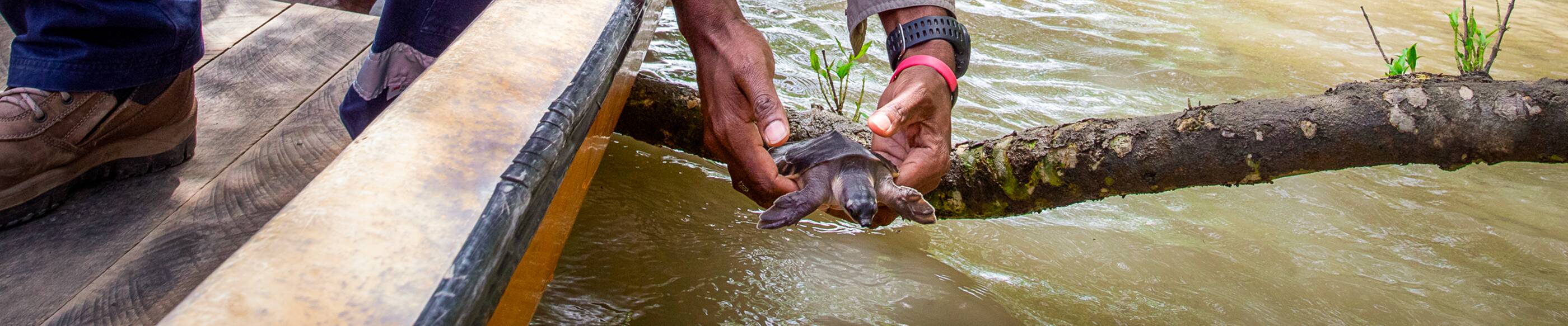 Man releasing a turtle back in to the river.